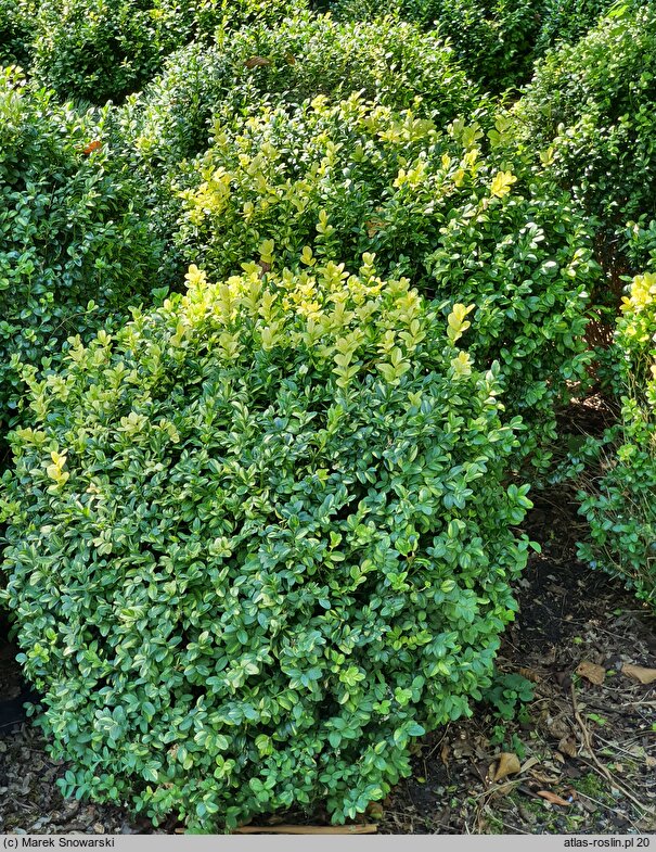 Buxus sempervirens Marginata