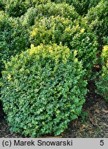 Buxus sempervirens Marginata