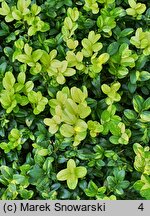 Buxus sempervirens Marginata