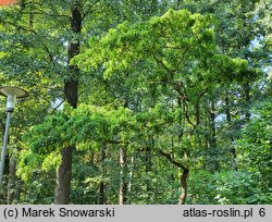 Robinia pseudoacacia Tortuosa