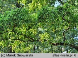 Robinia pseudoacacia Tortuosa