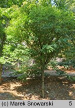 Robinia pseudoacacia Umbraculifera