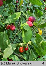 Malus ×floribunda (jabłoń kwiecista)
