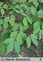 Acer cissifolium (klon winnolistny)