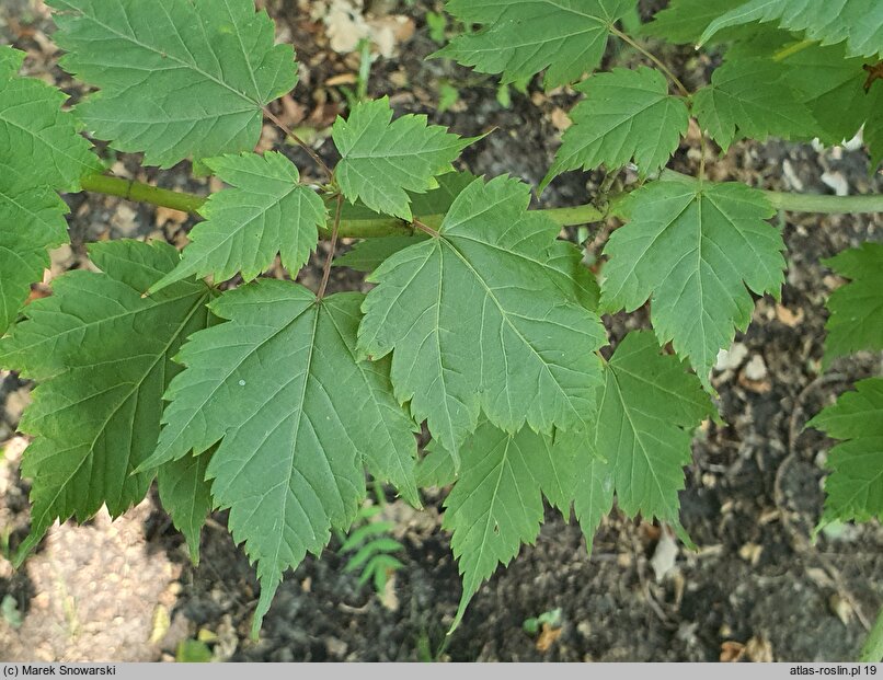 Acer barbinerve (klon bródkowaty)