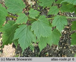 Acer barbinerve (klon bródkowaty)