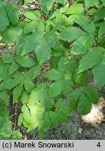 Acer triflorum (klon trójkwiatowy)