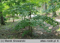 Acer triflorum (klon trójkwiatowy)