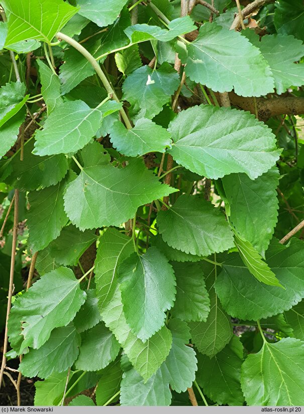 Morus alba Pendula