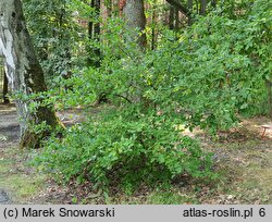 +Crataegomespilus dardarii (nieszpułkowiec Dardara)