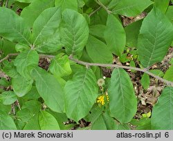 +Crataegomespilus dardarii (nieszpułkowiec Dardara)