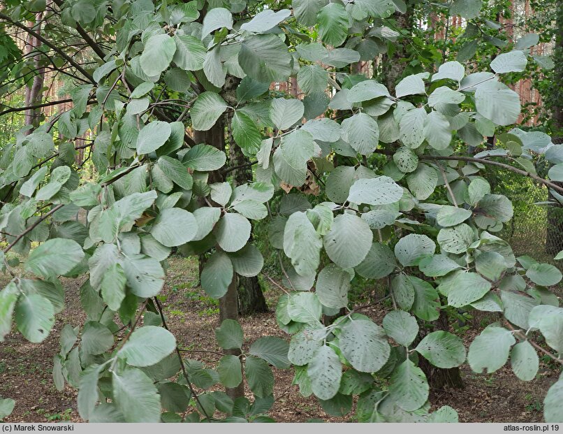 Sorbus aria Lutescens