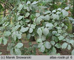 Sorbus aria Lutescens