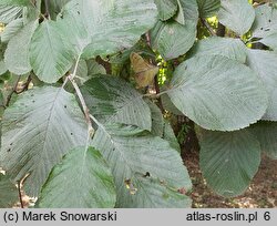 Sorbus aria Lutescens