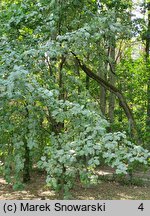 Sorbus aria Lutescens