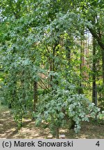 Sorbus aria Lutescens