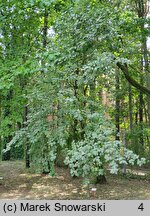 Sorbus aria Lutescens