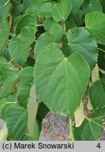 Tilia miqueliana (lipa Miquela)