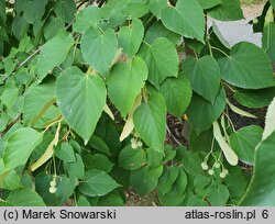 Tilia miqueliana (lipa Miquela)