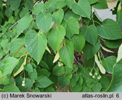 Tilia miqueliana (lipa Miquela)