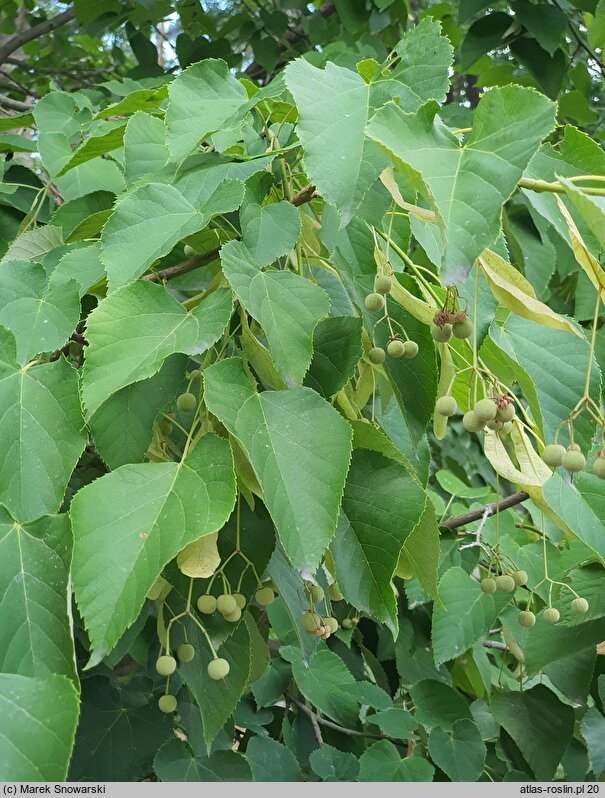 Tilia miqueliana (lipa Miquela)