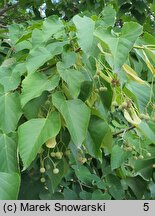 Tilia miqueliana (lipa Miquela)