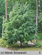 Tilia miqueliana (lipa Miquela)