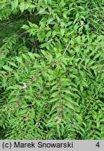 Callicarpa dichotoma Issai