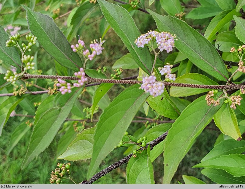 Callicarpa dichotoma Issai