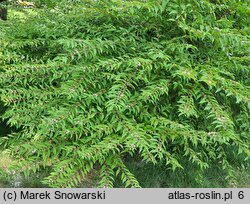 Callicarpa dichotoma Issai