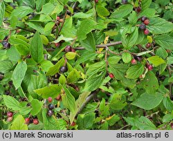 Cotoneaster lucidus (irga błyszcząca)