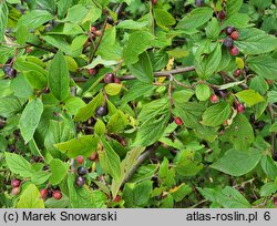 Cotoneaster lucidus (irga błyszcząca)