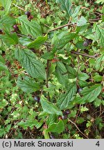 Cotoneaster lucidus (irga błyszcząca)