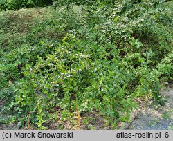 Cotoneaster lucidus (irga błyszcząca)