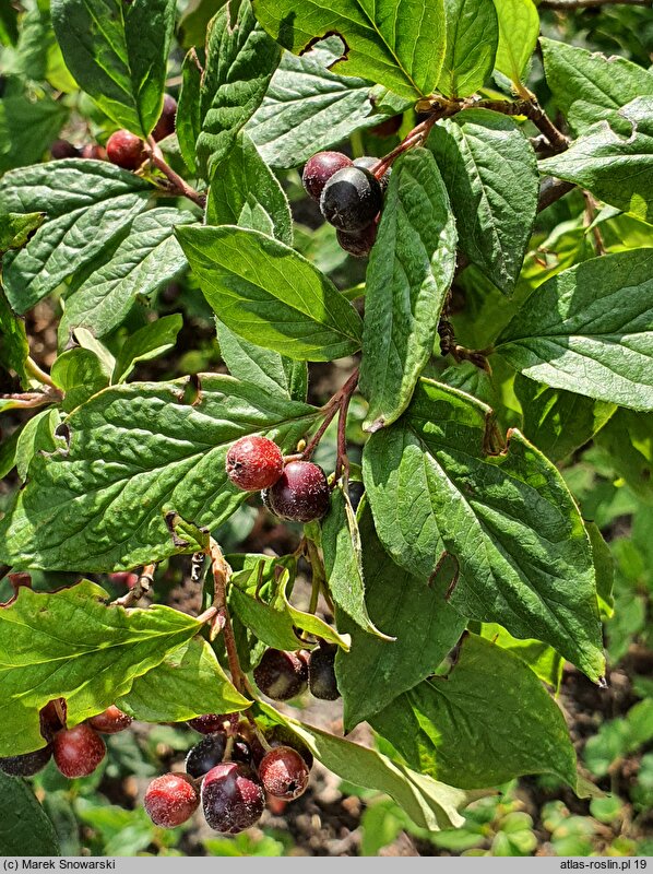 Cotoneaster lucidus (irga błyszcząca)