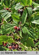 Cotoneaster lucidus (irga błyszcząca)