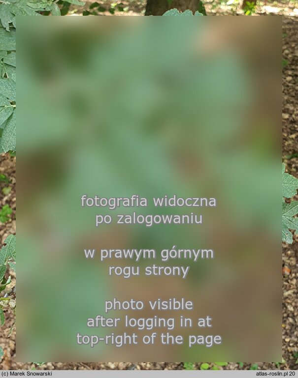 Sorbus mougeotti (jarząb górski)