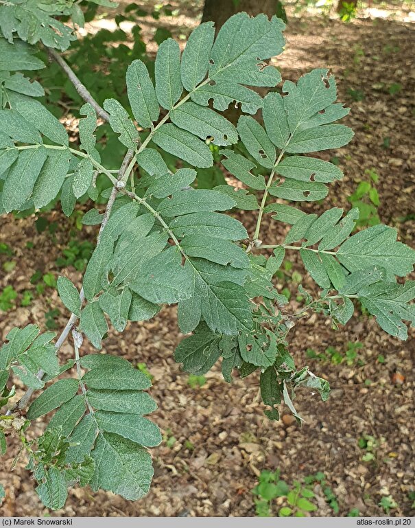 Sorbus mougeotti (jarząb górski)