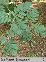 Sorbus mougeotti (jarząb górski)