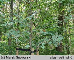 Sorbus mougeotti (jarząb górski)