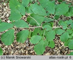 Hamamelis vernalis Sandra