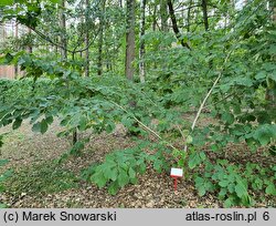 Hamamelis vernalis Sandra