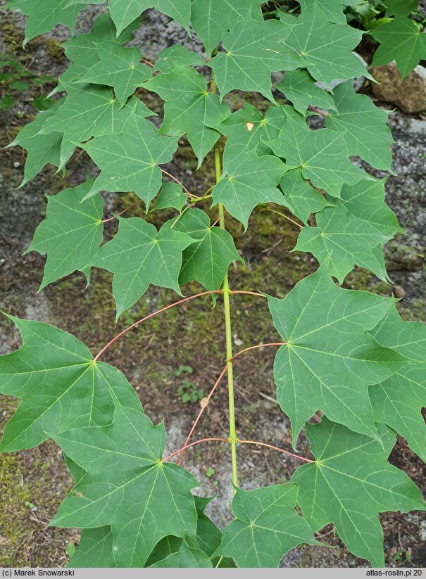 Acer cappadocicum Aureum