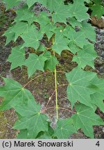 Acer cappadocicum Aureum