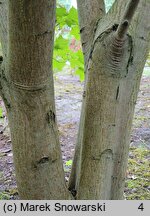 Acer cappadocicum Aureum