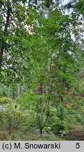 Acer cappadocicum Aureum