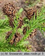 Cryptomeria japonica (szydlica japońska)