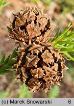 Cryptomeria japonica (szydlica japońska)