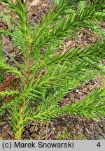 Cryptomeria japonica (szydlica japońska)