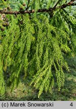 Cryptomeria japonica (szydlica japońska)